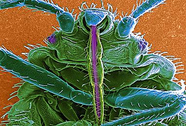 支持千人同玩的扫雷游戏《一起来扫雷》现已在Steam平台推出试玩Demo